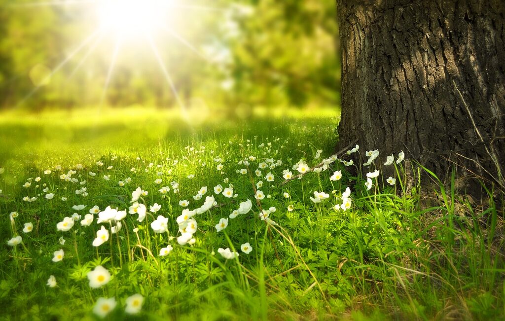 flowers, meadow, sunlight