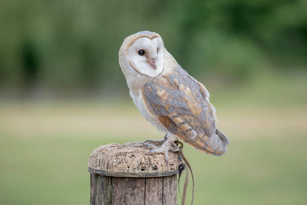 Barn Owl on Perch