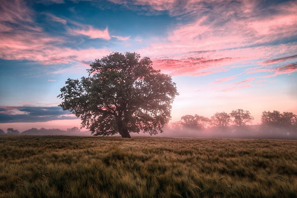 field, morning, sunrise