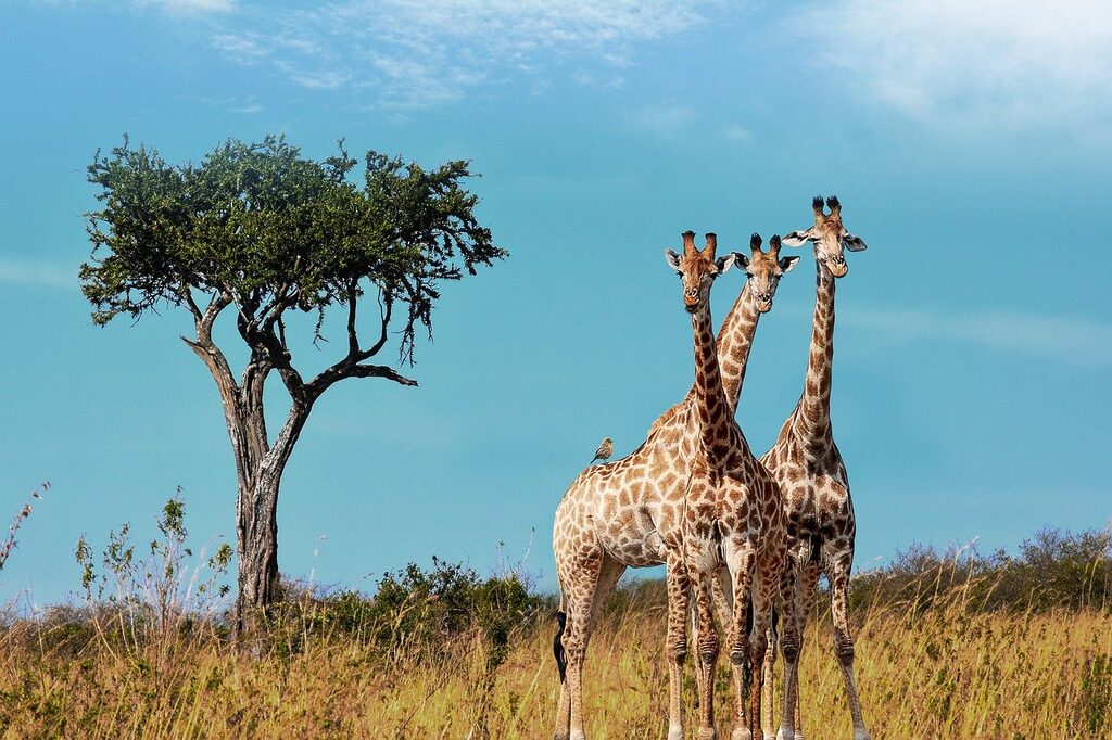 giraffes, nature, animals