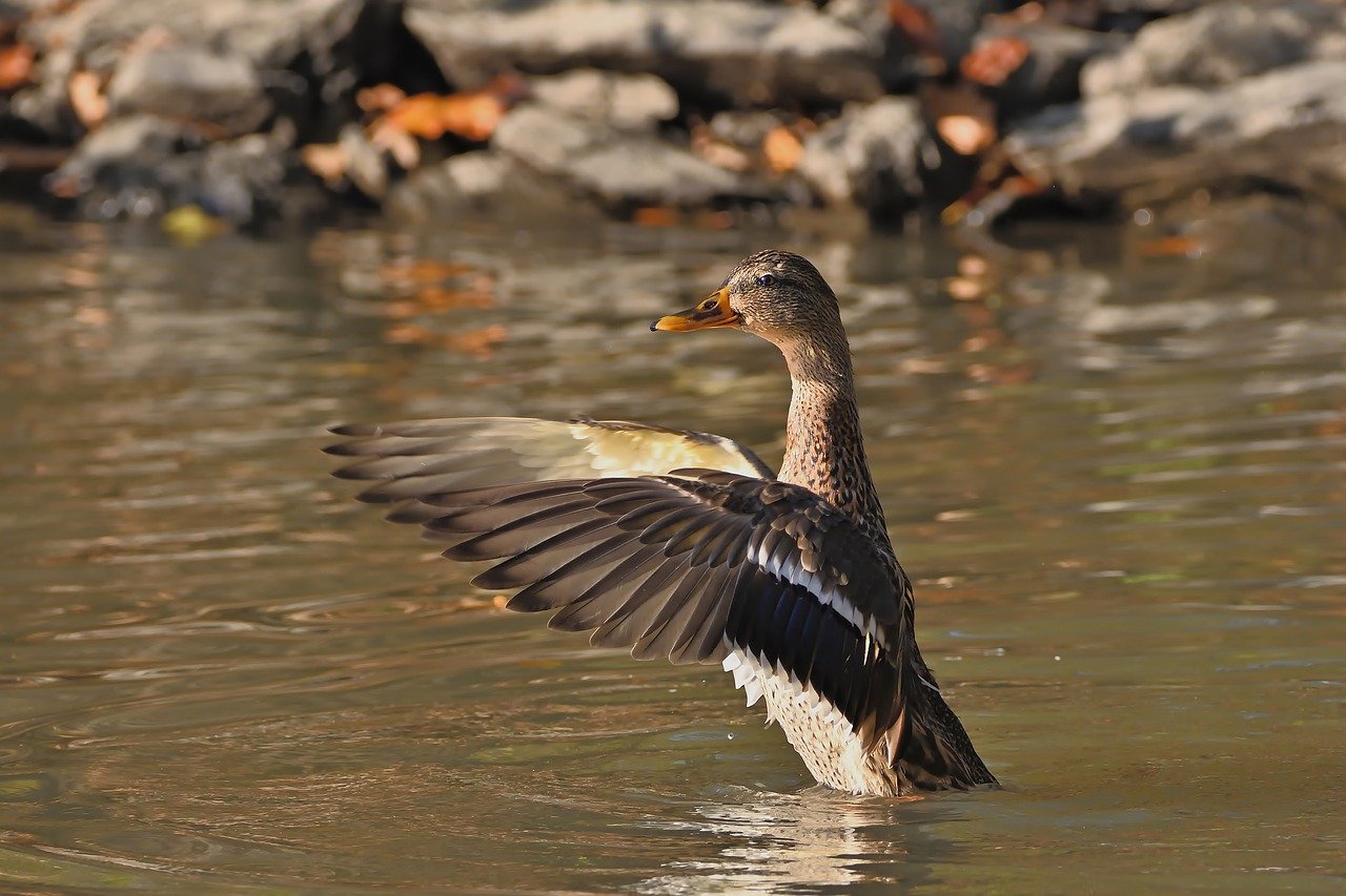 mallard, duck, female