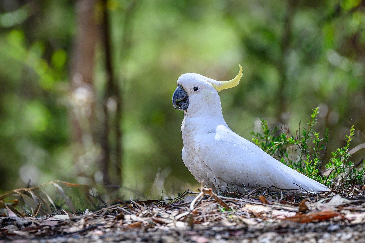 sulphur-crested cockatoo, cockatoo, bird