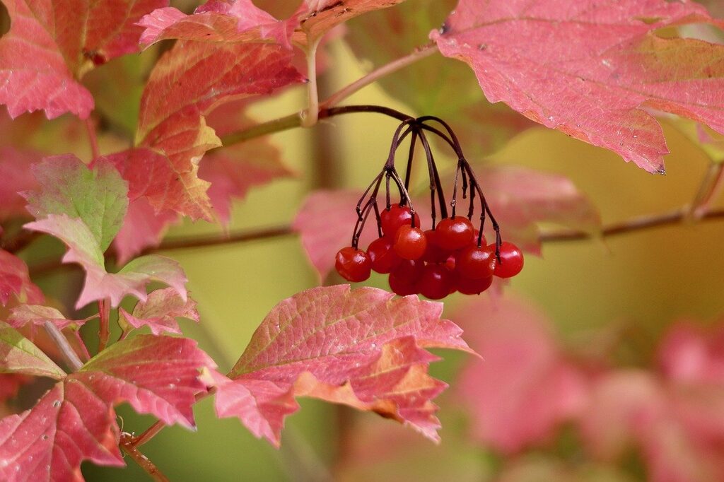 ordinary snowball, heartberry, mean snowball