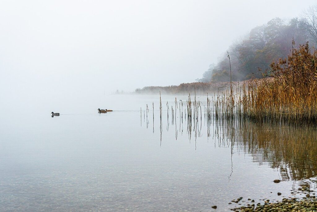 fog, river, swamp