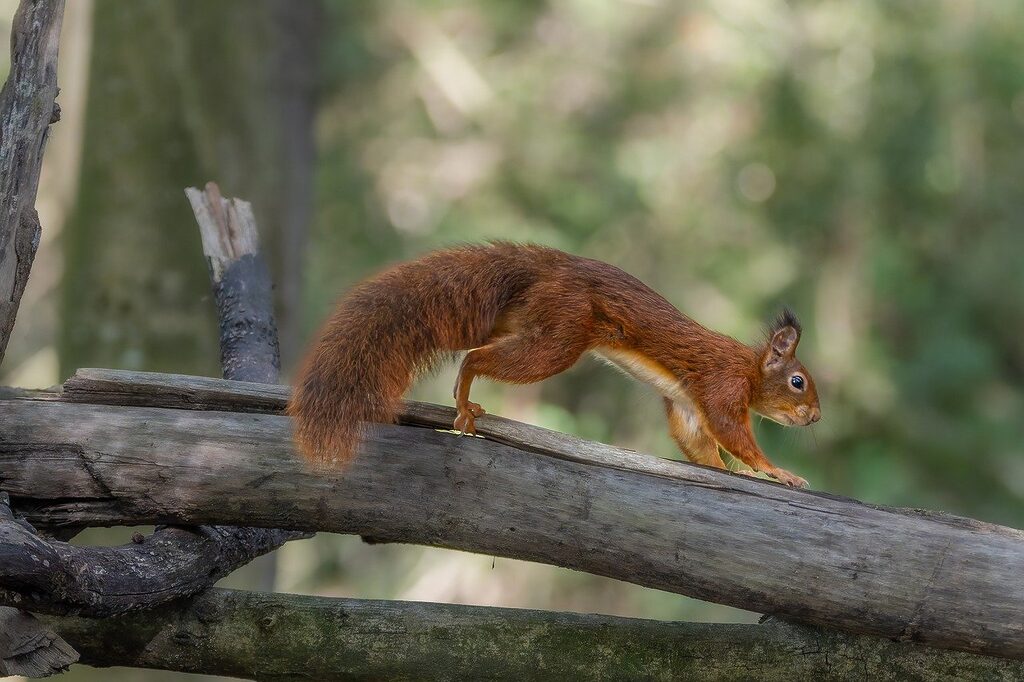 outdoors, squirrel, one animal