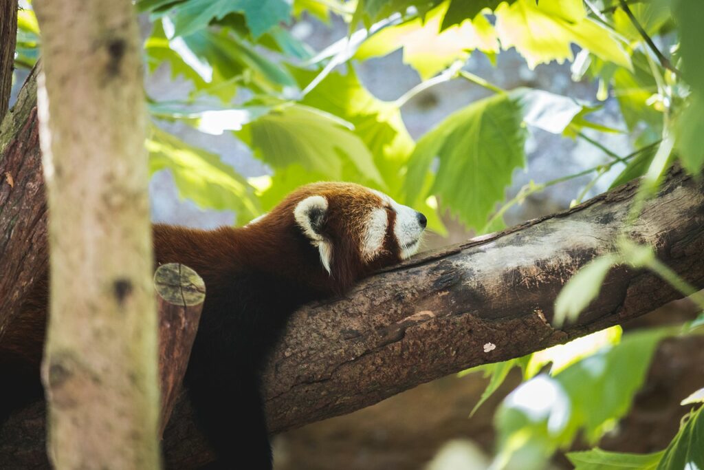 red panda on brown tree branch during daytime