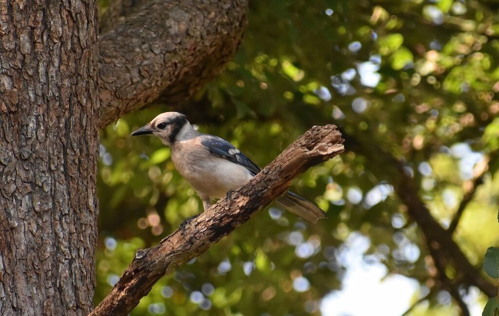 blue jay, bird, animal